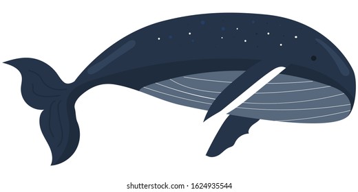 whale vector illustration isolated on white background. humpback whale