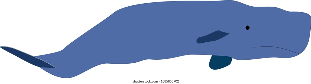 whale vector illustration marine life 