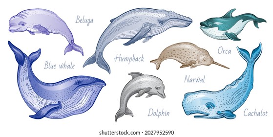 Whale vector illustration set. Humpback, blue whale, orca, narwhal, cachalot, beluga. Sea sketch animal. Marine vintage animal. Ocean hand drawn isolated silhouette on white background. Watercolor art