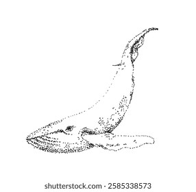 Whale vector illustration. Sperm whale drawing.