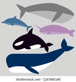 whale vector image