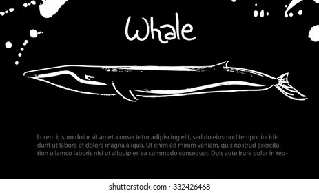 Whale.  Vector isolated illustration. Ink. Hand drawn. Black board