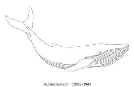 Whale vector line illustration. 