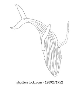 Whale vector line illustration. Jumping whale.