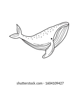 Drawing Sketch Style Illustration Humpback Whale Stock Vector (Royalty ...