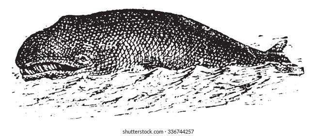 Whale, vintage engraved illustration. Dictionary of words and things - Larive and Fleury - 1895.
