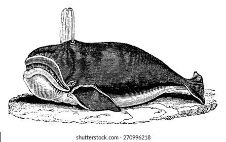 Whale, vintage engraved illustration. Natural History of Animals, 1880.
