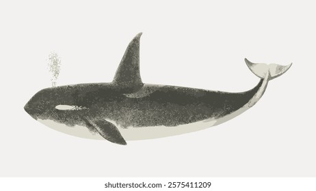 Whale vintage illustration isolated on white, vector. Vintage fish illustration, hand draw art element. Drawing of fish, vector.