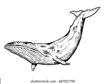 Whale water animal engraving vector illustration. Scratch board style imitation. Hand drawn image.