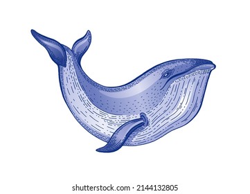 Whale watercolor sketch. Vintage vector illustration. Sea animal hand drawn line art. Blue whale engraved drawing. Ocean life water color design for realistic retro tattoo, print. Word oceans day icon