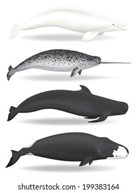 Whales