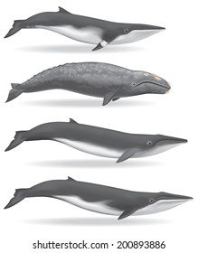 Whales