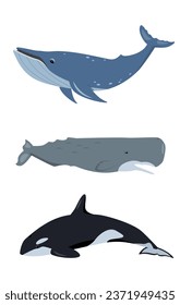 Los íconos animales de ballenas están listos. Ballenas jorobadas, ballenas espermatozoides o cachalot y ballenas asesinas. Mamíferos acuáticos oceánicos. Ilustración vectorial plana o caricatura aislada en fondo blanco.