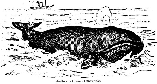 Whales are aquatic placental marine mammals, breathes air through a hole at the top of its head., vintage line drawing or engraving illustration. 