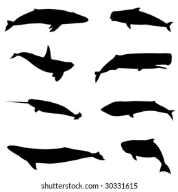 Whales around the world