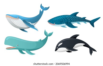 Colección de ballenas en ilustración de caricatura