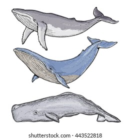 Whales collection humpback whale blue whale sperm whale hand drawn vector  