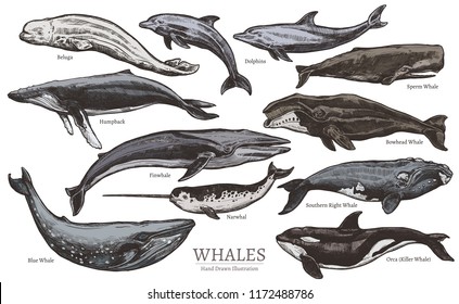 Whales color sketch set. Big collection of different hand drawn whales and dolphins in engraving style. Zoological illustration of ocean mammals