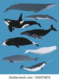 whales and dolphins graphic vector set, sea animals illustrated, nature