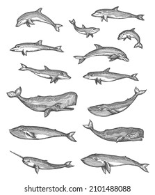 Whales, dolphins, narwhal and sperm whales vector sketches set, isolated hand drawn sea animals. Underwater monsters swimming and jumping in water, toothed whale and bottlenose dolphin engravings