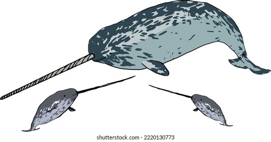 Whales, dolphins sharks and other nautical mammals animals. The narwhal