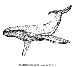 Whales. Hand drawn whale in engraving style. Zoological Sketch illustration. Aquatic animal. Ocean. Isolated on white.