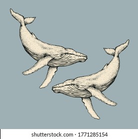 whales isolated illustration on blue background