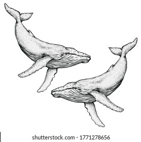 Whales isolated illustration on white background 