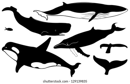 whales isolated on white