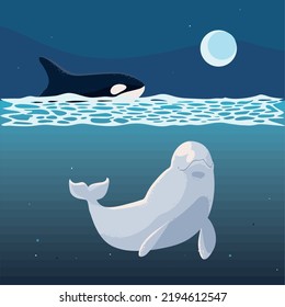 whales orca and beluga in the night