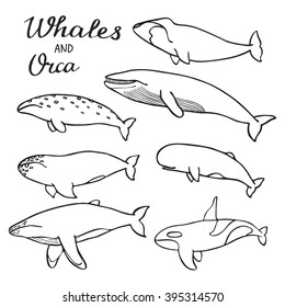 Whales and orca set. Hand-drawn cartoon collection of sea mammals - killer, sperm, blue, humpback, grey, fin, bowhead whales and cachalot. Doodle drawing. Vector illustration