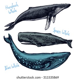 Whales Set, Collection Of Different Color Hand Drawn Whales