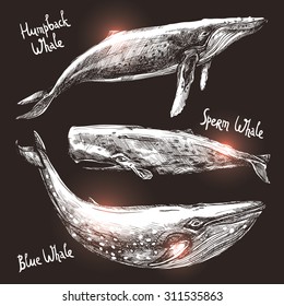 Whales Set, Collection Of Different Monochrome Hand Drawn Whales