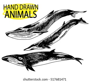 
Whales. A set of images. freehand drawing in vintage style.