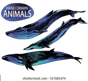 
Whales. A set of images. freehand drawing in vintage style.