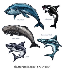 Whales and sharks icons set of blue and killer whale or orca, hammerhead shark and sperm whale or cachalot. Isolated sketch of ocean giant predatory marine animals or mammal fishes