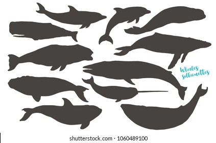 Whales silhouettes. Big collection of different whales and dolphins