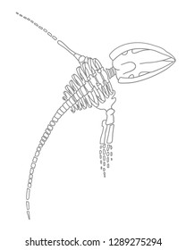 Whale's skeleton vector line illustration. Biology illustration.