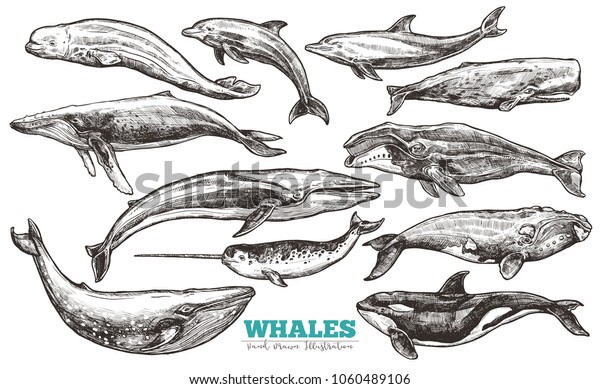 Whales sketch set. Big collection of different hand\
drawn whales and dolphins in engraving style. Zoological\
illustration 