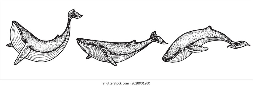 Whales sketch set. Hand drawing. Vector illustration.