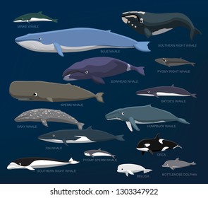 Whales Species Size Comparison Set Cartoon Vector Illustration