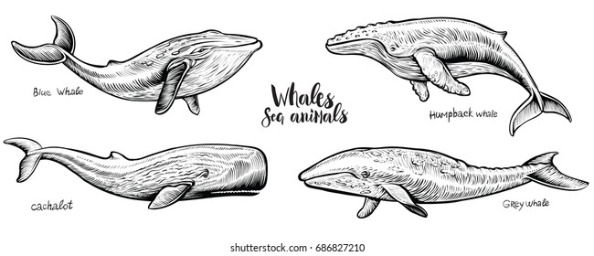 Whales vector hand drawn illustration.