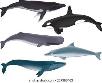 Whales. Vector Illustration of several kinds of marine mammals.