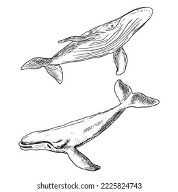 Whales. Vector illustrations isolated on a white background. Hand-drawn style.