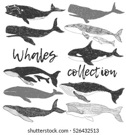 whales wild ocean animal collection hand drawing art illustration set.