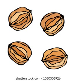 Whall Walnut in a Shall. Unpeeled Nuts. Healthy Snack. Fresh Farm Market Harvest Product. Vegetarian Food. Realistic Hand Drawn Illustration. Savoyar Doodle Style.