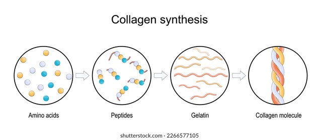 what is collagen synthesis. From Amino acids and Peptides, to Gelatin and Collagen molecule. Anti-aging therapy. Anti aging medicine. vector