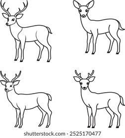 What does a beautiful deer look like?