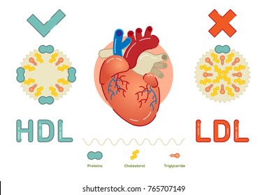 What is Lipoprotein - illustrated explanation