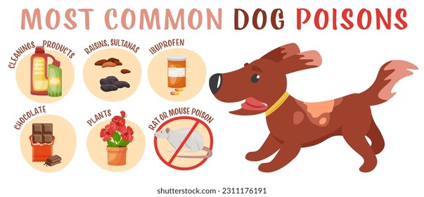 What is poisonous to dogs. Human medical products, ibuprofen, food, rat bait, some plants. Veterinarian advice. Veterinary infographics. Vector illustration in cartoon style on white background.